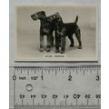 1939 Senior Service Dogs No. 47 Welsh Terriers