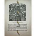 Garden Of Love, Roman De La Rose, Book Illustra...
