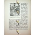 Queen Elizabeth 1st Hawking (Medieval Hunting R...