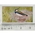 1920s Lente card No. 34 Kieviet, Peewit