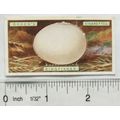 1923 Ogdens Bird's Eggs cut-out No. 19 Kingfisher
