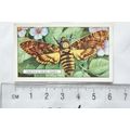 1938 Gallaher's Butterflies & Moths No. 24 Deat...