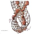 ESCHER print MOBIUS II ants Vintage 60S Orig Gr...
