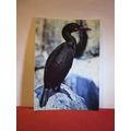 SHAG...sea/water bird unused vintage postcard b...