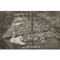 Abbotsbury Swannery, Dorset, c.1910s - RH Green...