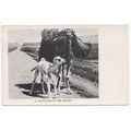 Camels A Youngster in the Desert Animal Postcard