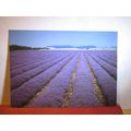 NORFOLK LAVENDER Ltd. at HEACHAM unused vintage...