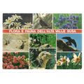 FLOWERS AND ANIMALS OF SUSA VALLEY, ITALY used ...