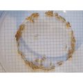 100 SMALL Snow White woodlice Isopods live food...