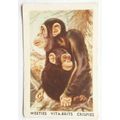 Australian Vitabrits Weeties Animals of World 2...