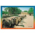 Colour Postcard - Camels at Tozeur, Tunisia