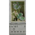 1936 cigarette card South African Succulents No...