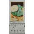 1936 cigarette card South African Succulents No...