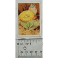 1936 cigarette card South African Succulents No...