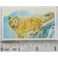 Brooke Bond Going Wild No. 21 Snow Leopard, Wil...