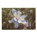 ROCKY MOUNTAIN COLUMBINE Colorado.. USA postcard /