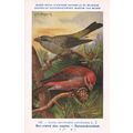 European Goldfinch Carduelis Carduelis War WW2 ...