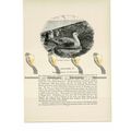 Wandering Albatross on Nest, Animal Book Illust...
