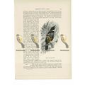 Tui or Parson Bird, Animal Book Illustration (P...