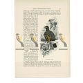 Tooth Billed Pigeon, Animal Book Illustration (...