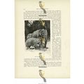 Indian Elephants, Animal Book Illustration (Pri...