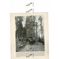 Wawona, Big Tree, Mariposa Grove, California, U...