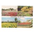 DIINGWALL IN BLOOM, SCOTLAND vintage unused pos...