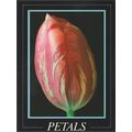 Petals - Rembrandt Tulip, c.1990s - Athena Post...