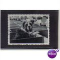 2001 GB BOXER AT DOG SHOW F/U SG2189