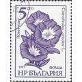 BULGARIA, FLOWER, Convolvulus tricolor, violet ...