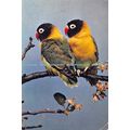 D024363 Love Birds. Dr. S. D. Jouhar. F. R. P. ...