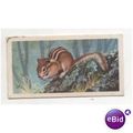 1962 Brooke Bond Tea card Asian Wild Life No.16...