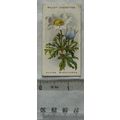 1913 Wills, Alpine Flowers No. 35 Alpine Windfl...