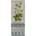 1913 Wills, Alpine Flowers No. 36 Grass of Parn...