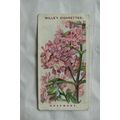 1913 Wills Old English Garden Flowers 2nd serie...