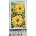 1938 Gallaher's Garden flowers No. 38 Sunflowers
