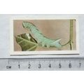 1960 Horniman's Tea card Pets No. 48 Caterpillars