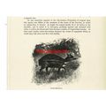 Water Chevrotain, Book Illustration (Print), c1916