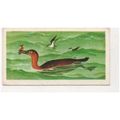 1972 Brooke Bond Tea card Prehistoric Animals n...