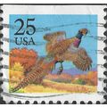 USA, BIRD, Ring-necked Pheasant, Phasianus colc...