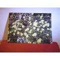 camedrio alpino Swiss used vintage postcard wil...