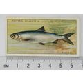 1933 Players Fresh-water Fishes, pink back No. ...