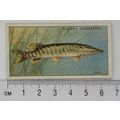 1933 Players Fresh-water Fishes, pink back No. ...