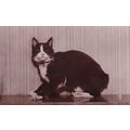 Chat De Isle Of Man French Antique Manx RPC Pos...