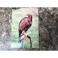 Vintage Postcard Cody Harris Bay Wing Hawk Bird...