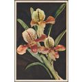 Lady's Slipper Orchid, 1952 - J Arthur Dixon Po...