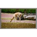 Vicuña Grazing in a Natural Habitat A5 Silver