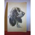 SPANIEL portrait by Culmer used vintage postcar...