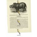 Hairy Eared Rhinoceros, Book Illustration (Prin...