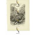 Indian Rhinoceros, Book Illustration (Print), 1884
